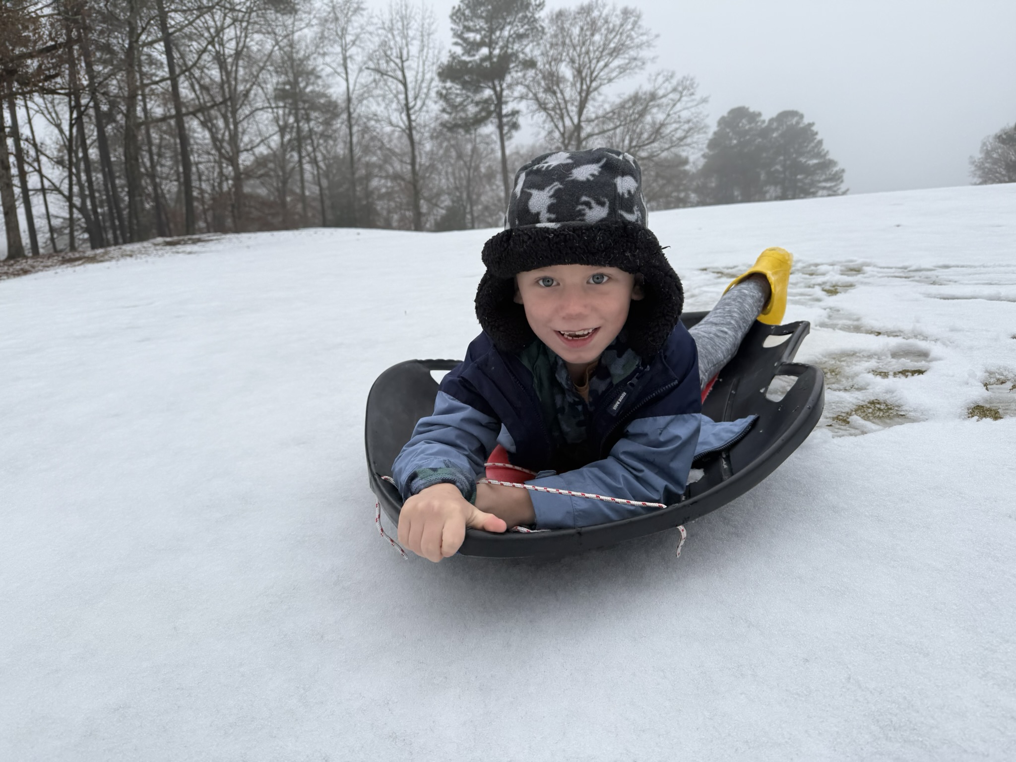 Teddy sledding