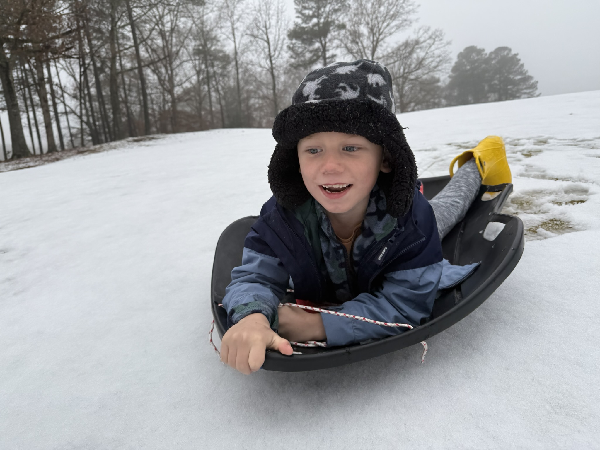 Teddy sledding fast