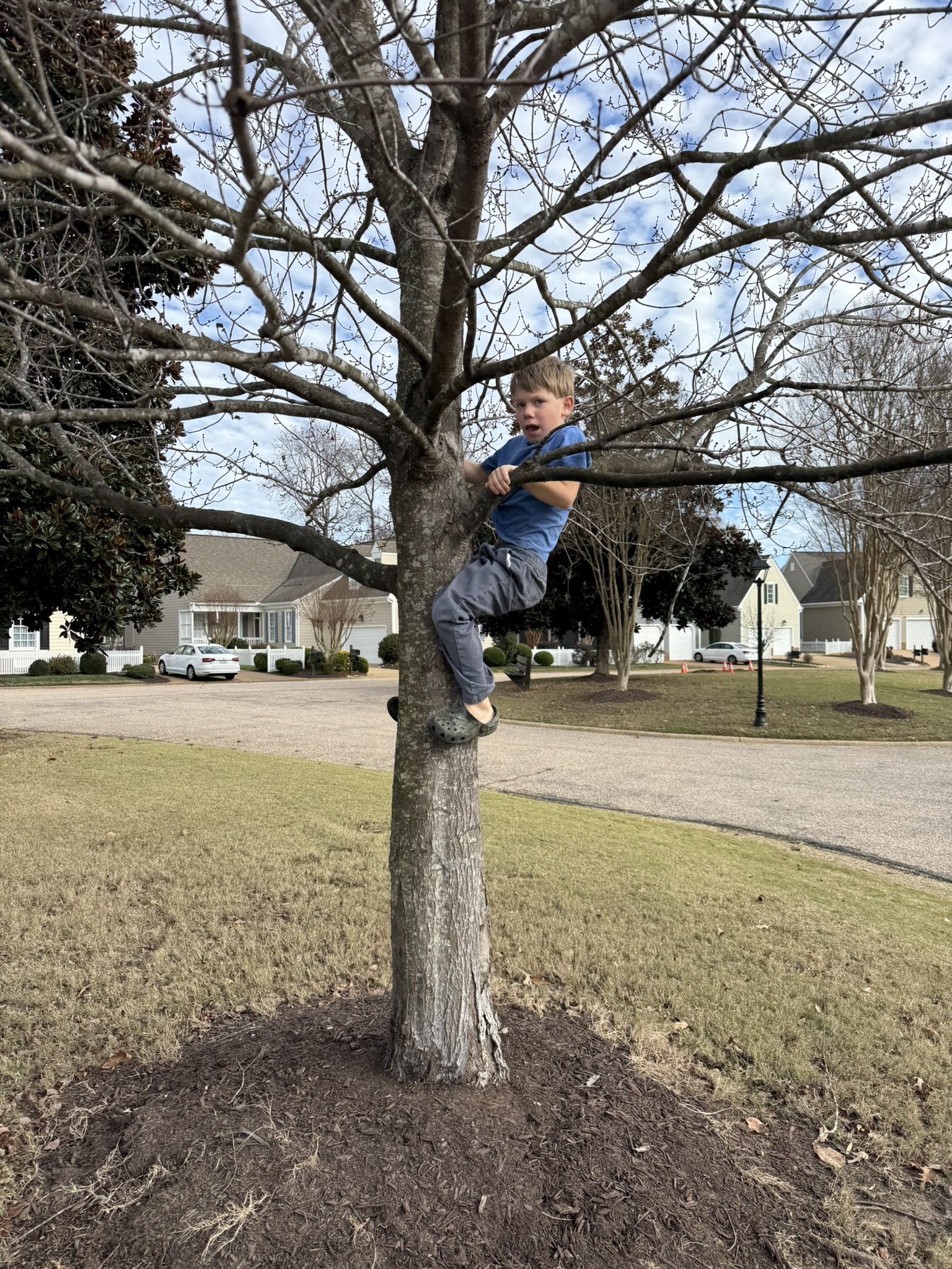 Teddy climbing a tree